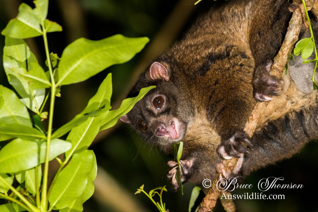 Lemuroid Ringtail Possum (Hemibelidus lemuroides)