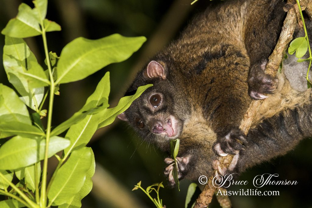 Lemuroid Ringtail Possum (Hemibelidus lemuroides) Lemuroid Ringtail Possum (Hemibelidus lemuroides)