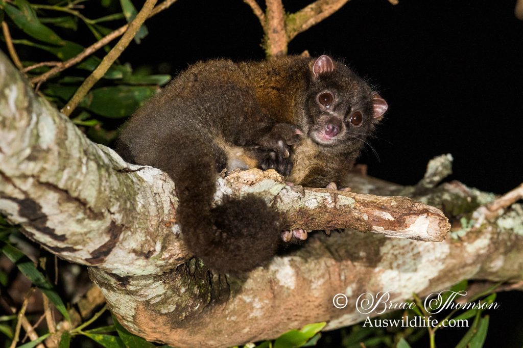 Lemuroid Ringtail Possum (Hemibelidus lemuroides)