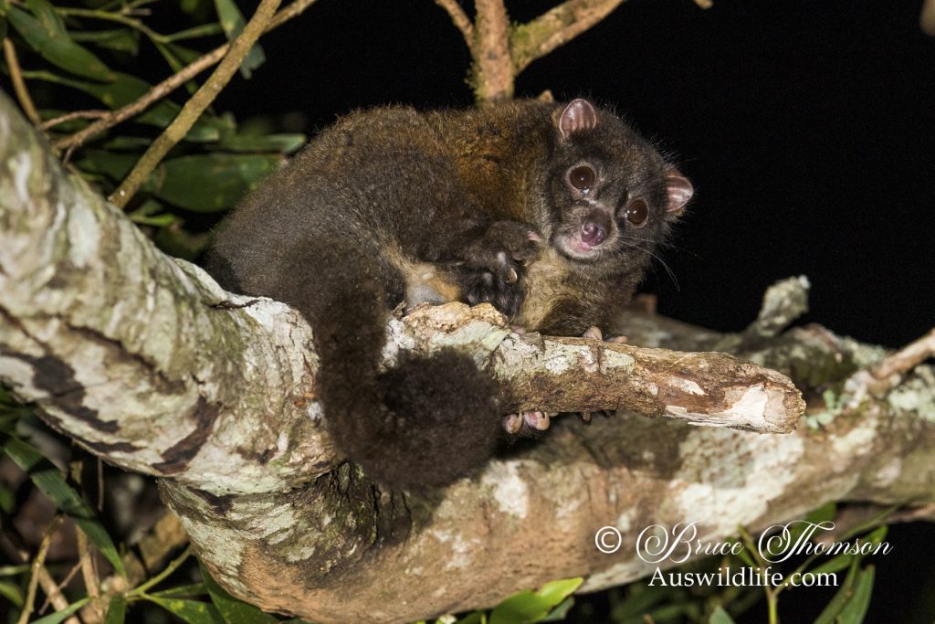Lemuroid Ringtail Possum (Hemibelidus lemuroides) Lemuroid Ringtail Possum (Hemibelidus lemuroides)