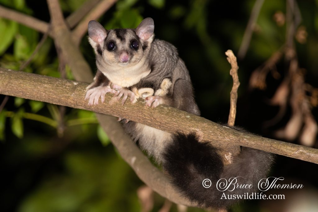 Squirrel Glider (Petaurus norfolcensis)