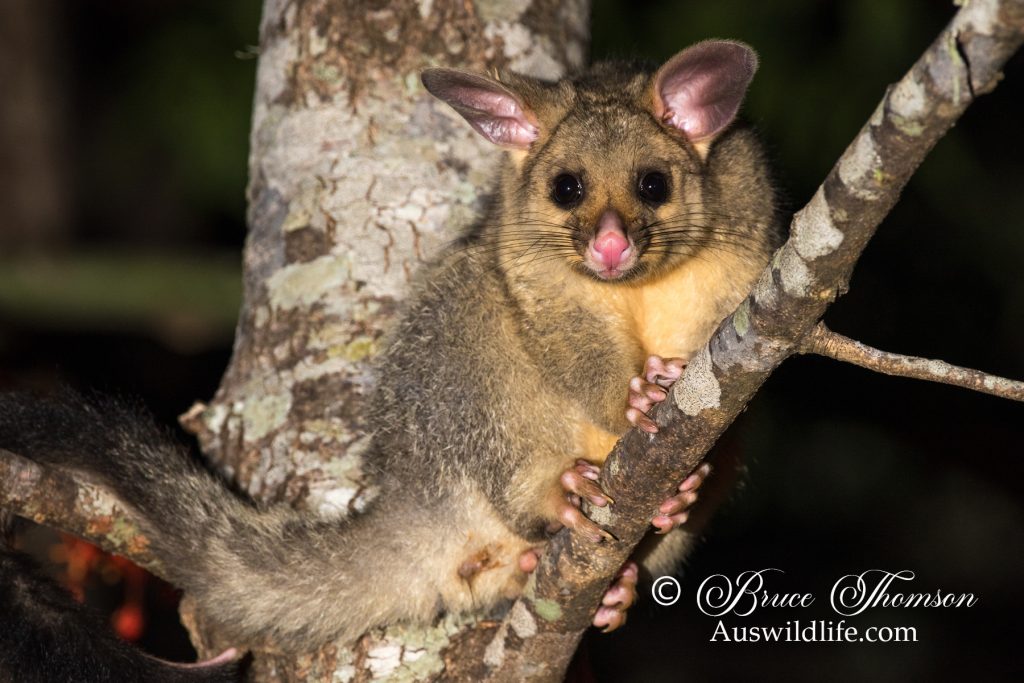 Common Brushtail Possum (Trichosurus vulpecula)