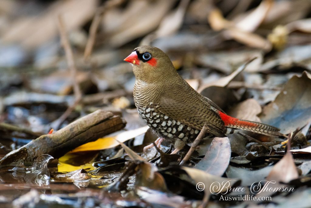 Red-eared Firetail Finch