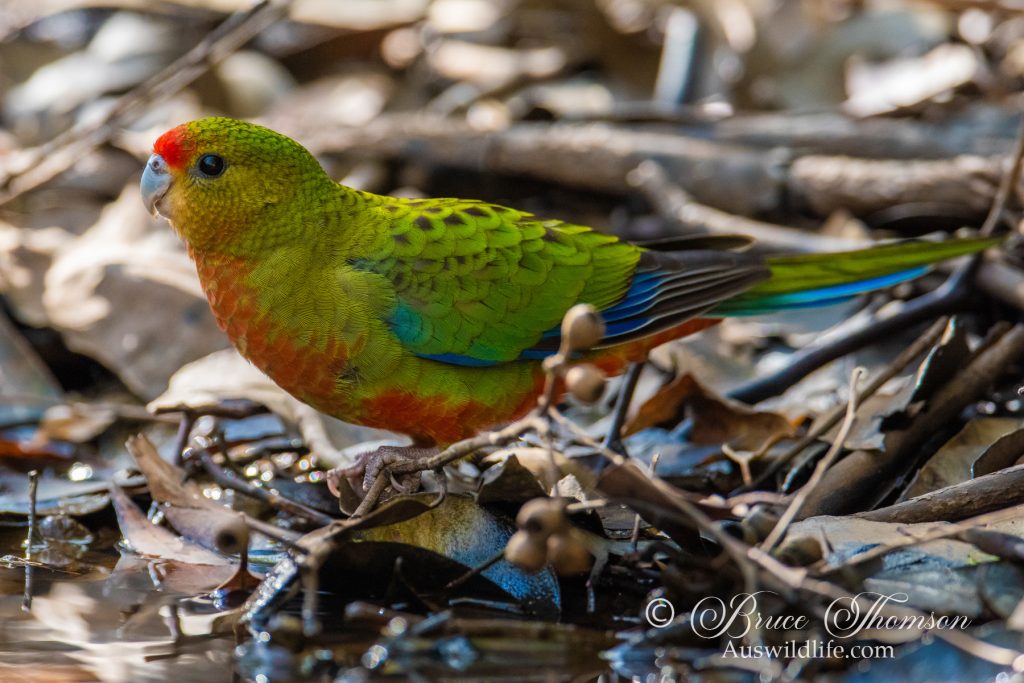 Red-capped Parrot (juvenile)