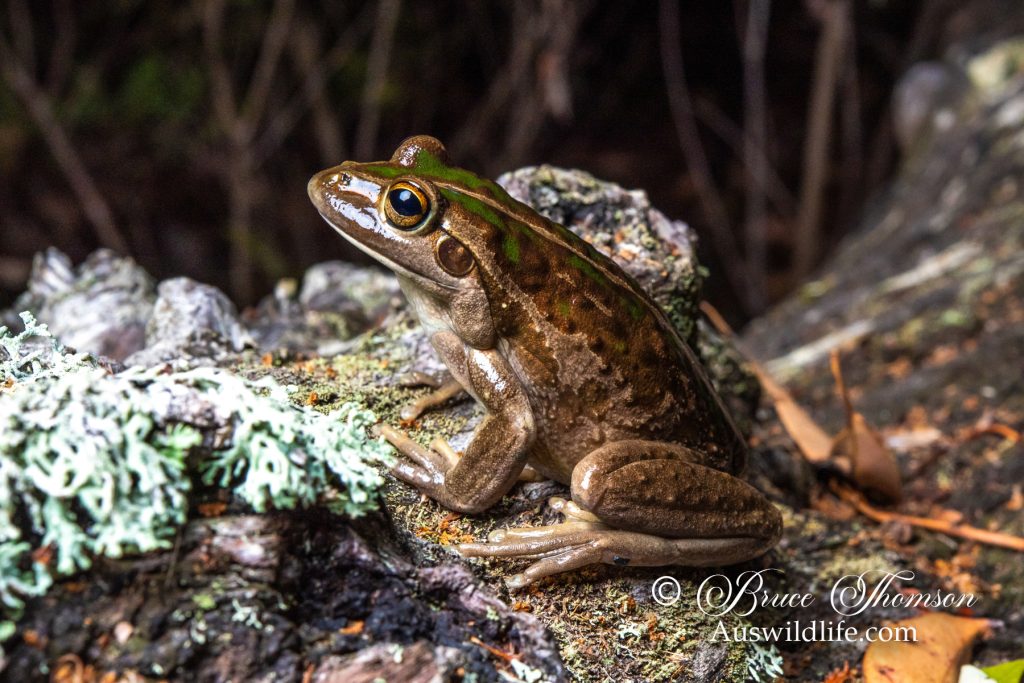 Ornate Burrowing Frog (Platyplectrum ornatus)