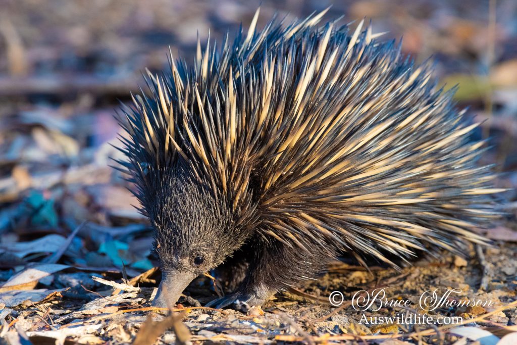 Echidna (Tachyglossus aculeatus)