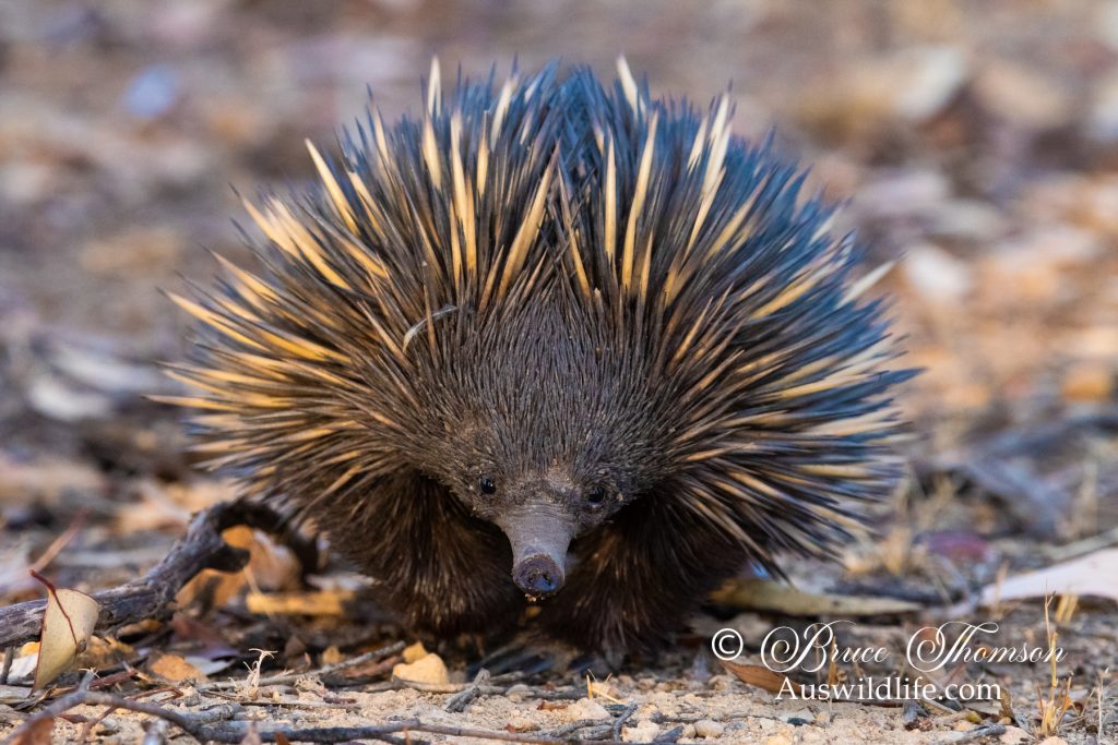 Echidna (Tachyglossus aculeatus)