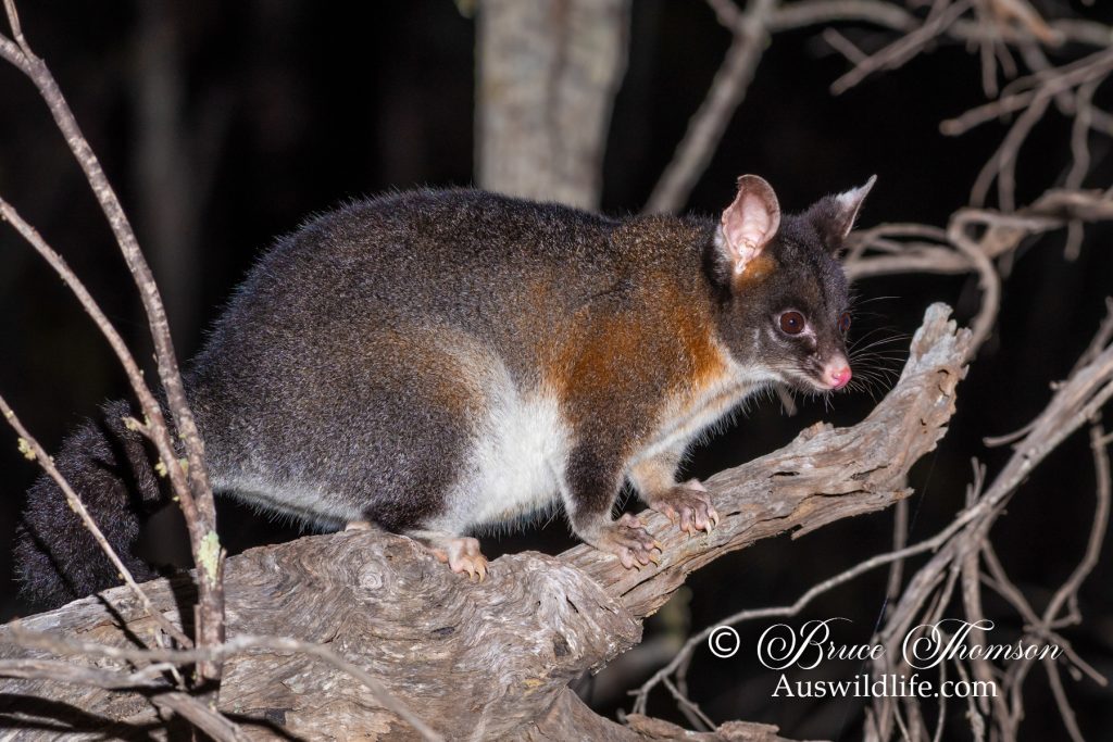 Common Brushtail Possum (Trichosurus vulpecula hypoleucas)