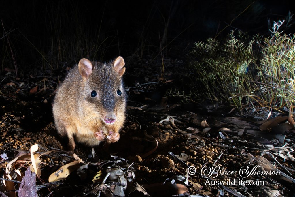 Woylie, Brush-tailed Bettong (Bettongia penicillata)