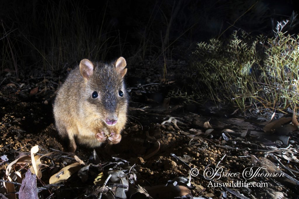 Woylie, Brush-tailed Bettong (Bettongia penicillata) Woylie, Brush-tailed Bettong (Bettongia penicillata)