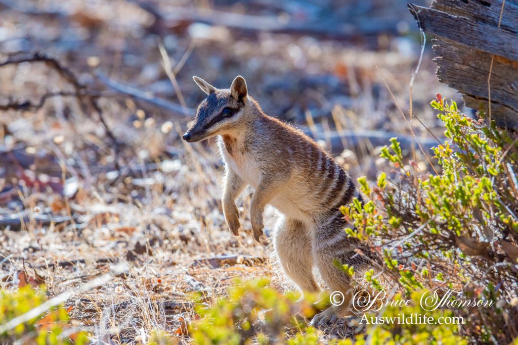 Numbat (Myrmecobius fasciatus)