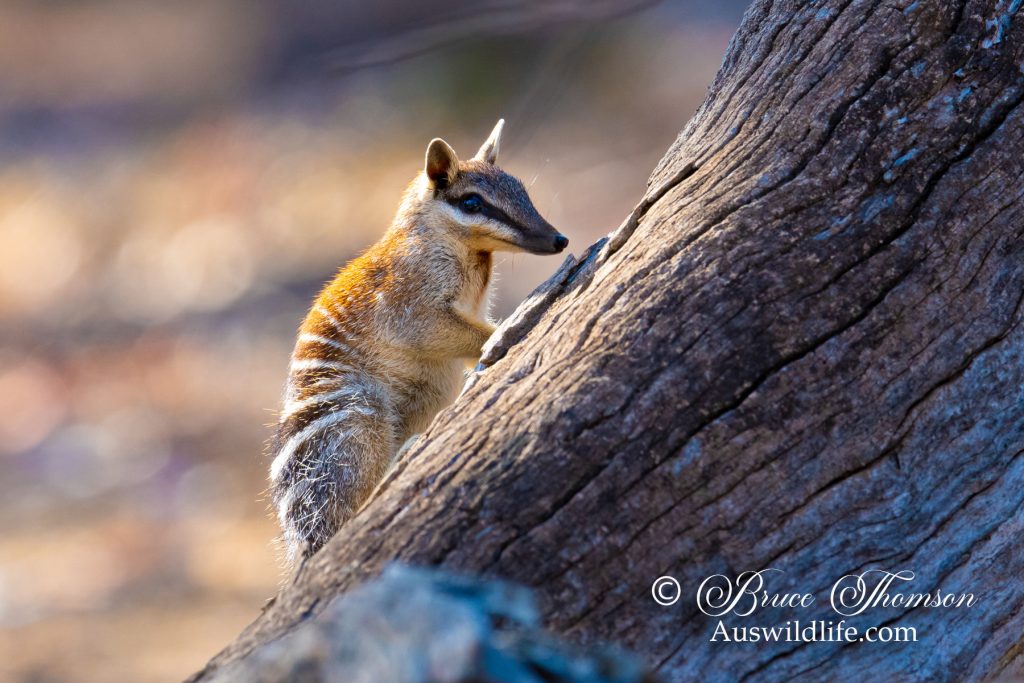 Numbat (Myrmecobius fasciatus)