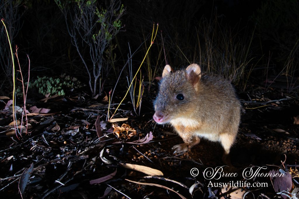 Woylie, Brush-tailed Bettong (Bettongia penicillata)