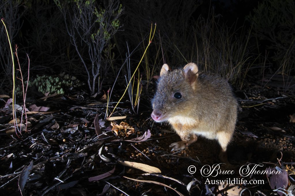 Woylie, Brush-tailed Bettong (Bettongia penicillata) Woylie, Brush-tailed Bettong (Bettongia penicillata)