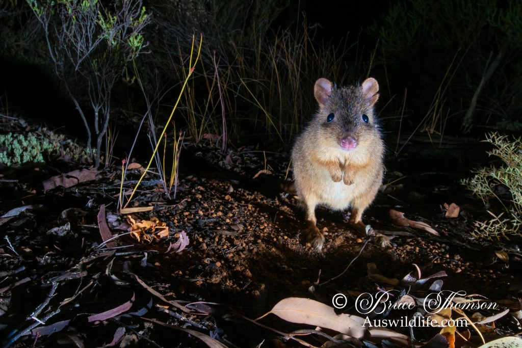 Woylie, Brush-tailed Bettong (Bettongia penicillata)