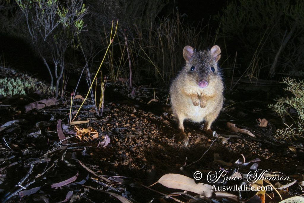 Woylie, Brush-tailed Bettong (Bettongia penicillata) Woylie, Brush-tailed Bettong (Bettongia penicillata)