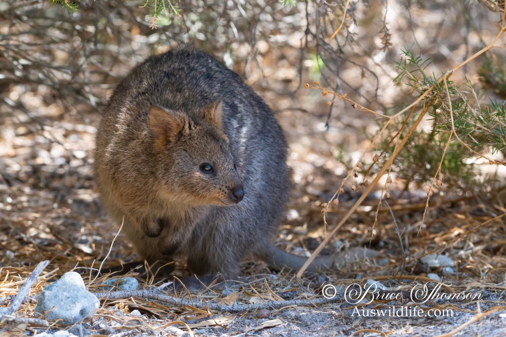 Quokka (Setonix brachyurus)