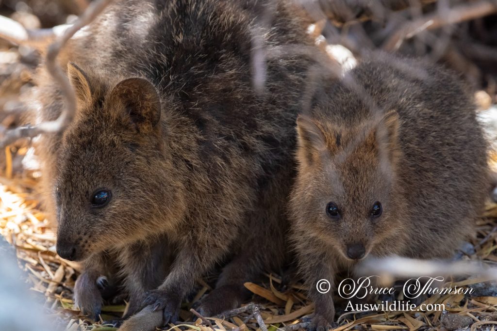 Quokka (Setonix brachyurus)