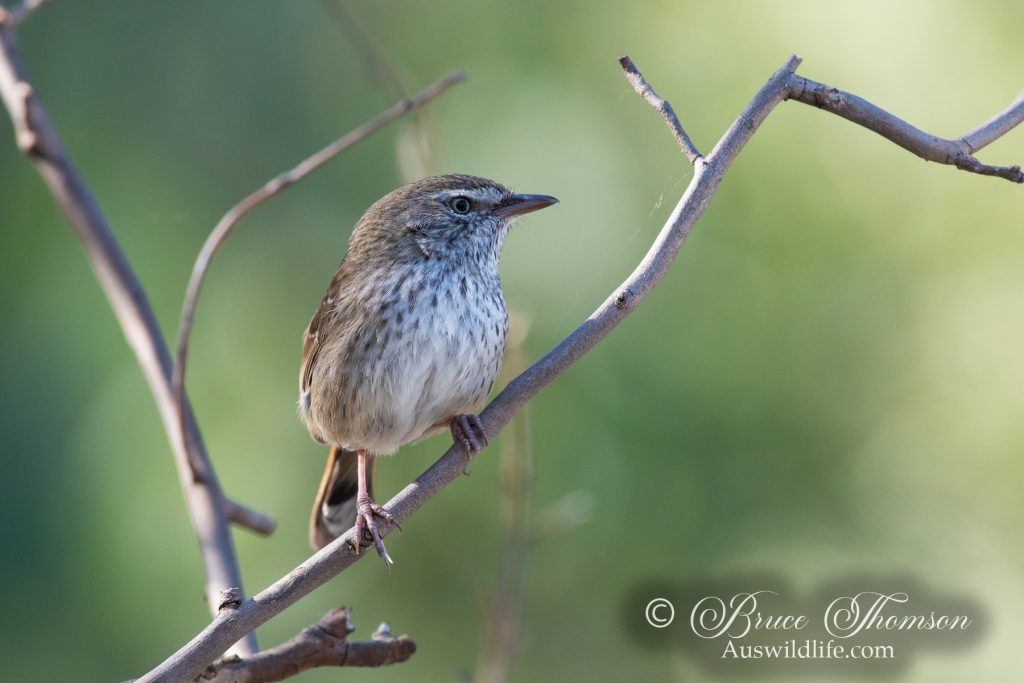 Chestnut-rumped Heathwren
