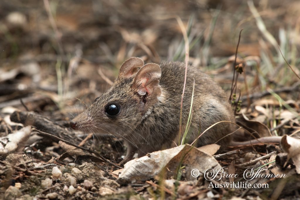 Common Dunnart (Sminthopsis murina)