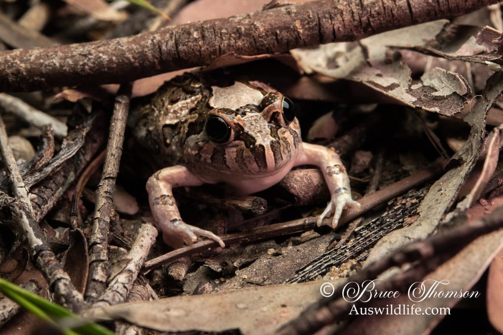Ornate Burrowing Frog (Platyplectrum ornatus)