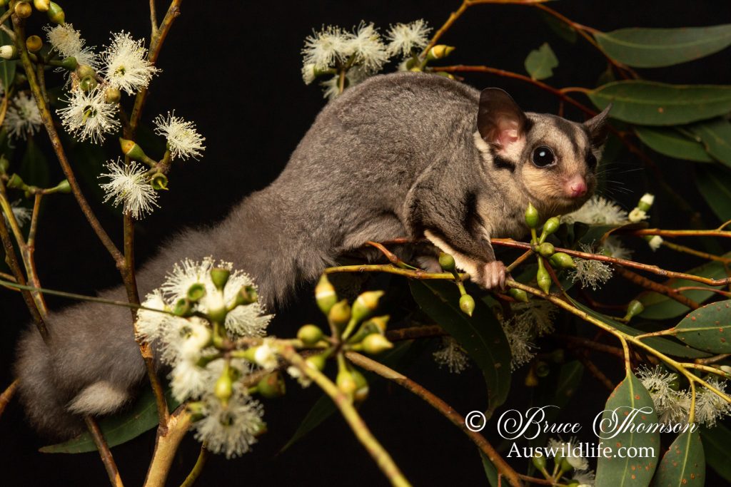 Kreft's Glider (Petarus notatus)