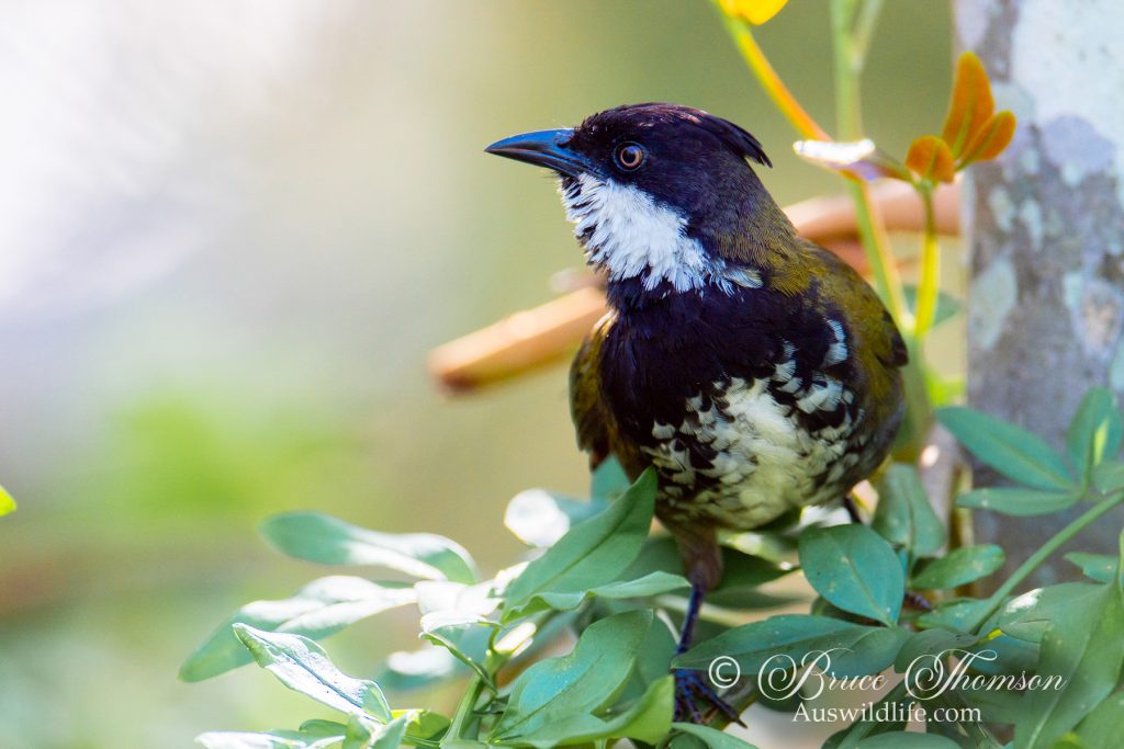 Eastern Whipbird (male)