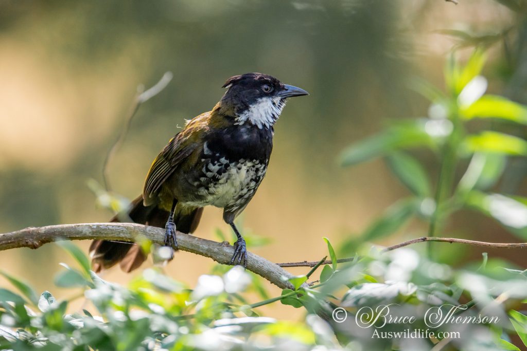 Eastern Whipbird (male)