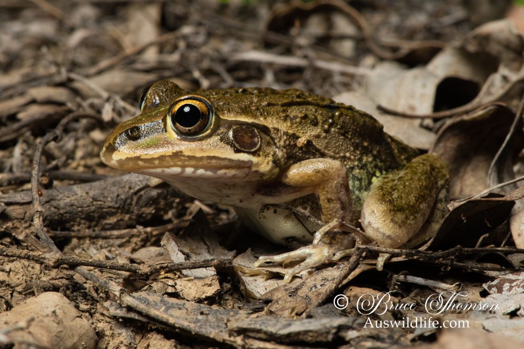 Green-striped Frog (Cyclorana alboguttata)