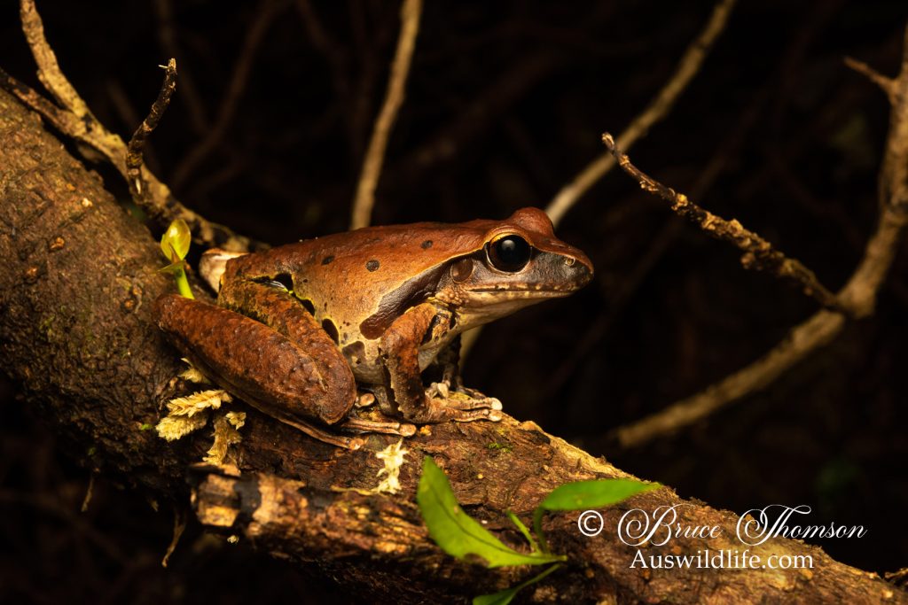 Northern Stony Creek Frog (Litoria jungguy) female