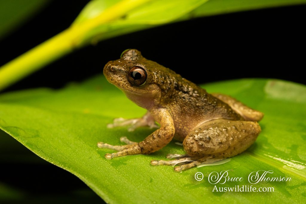 Common Mist Frog (Litoria rheocola)