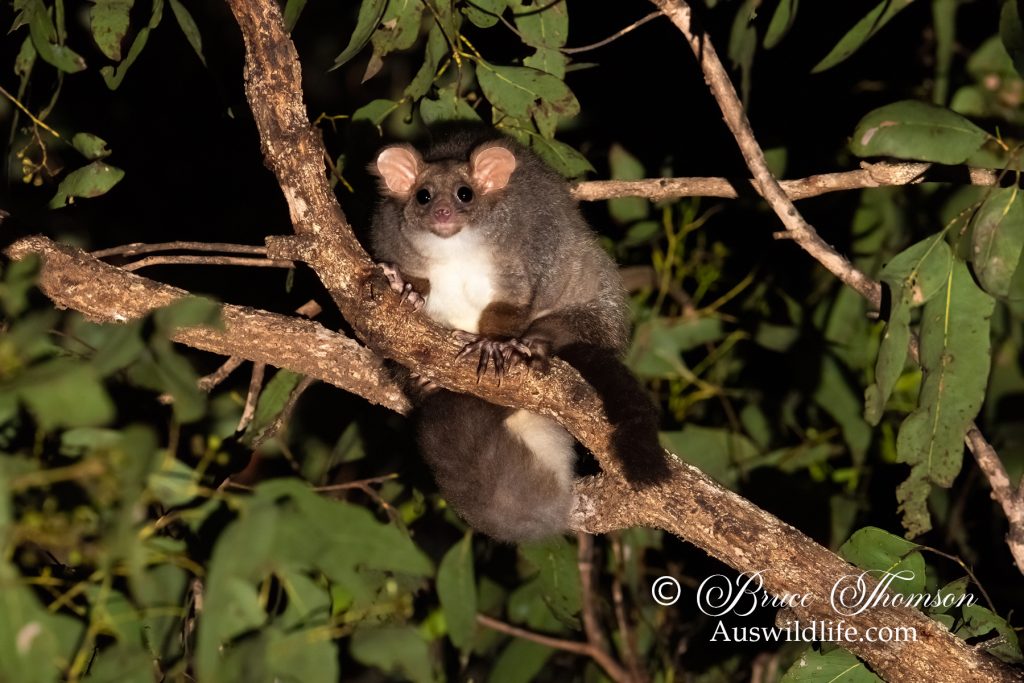 Greater Glider (Petauroides volans) (northern)
