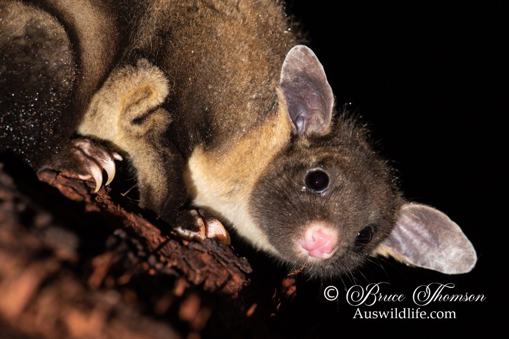 Yellow-bellied Glider (Petaurus australis)