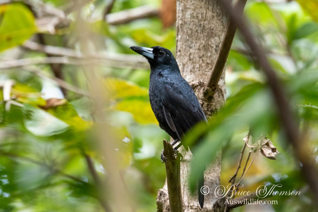 Black Butcherbird