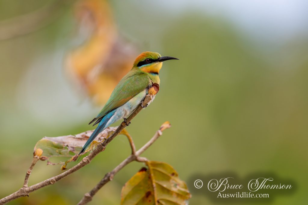 Rainbow Bee-eater