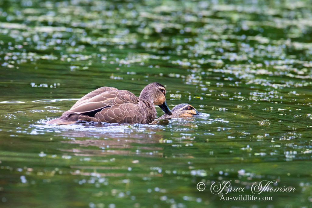 Black Duck (trying to drown partner?)