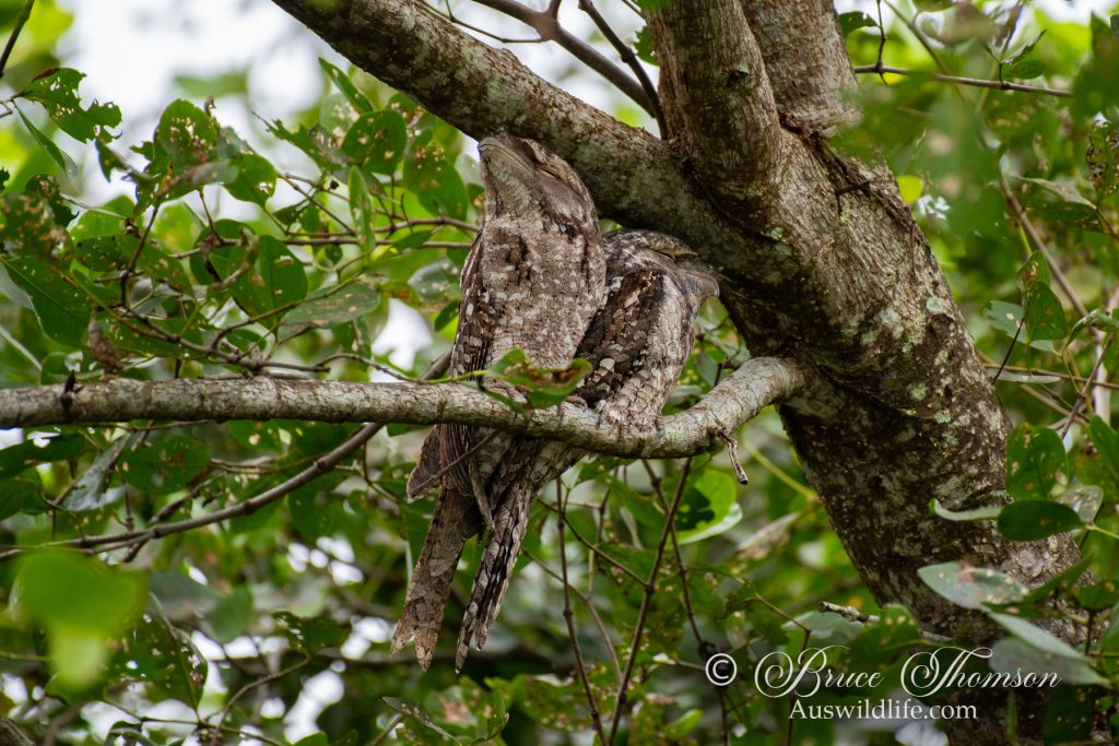 Papuan Frogmouth