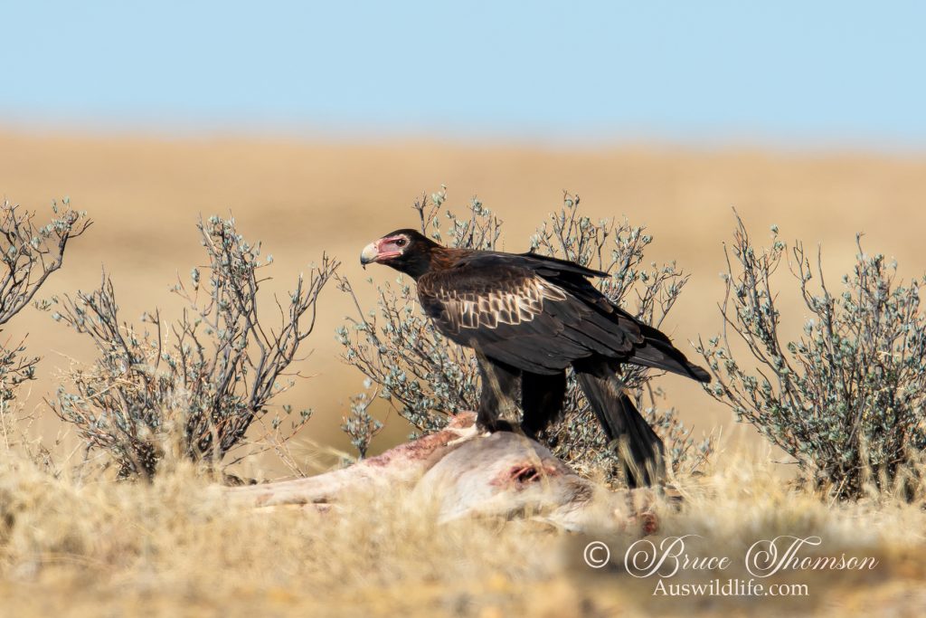 Wedge-tailed Eagle