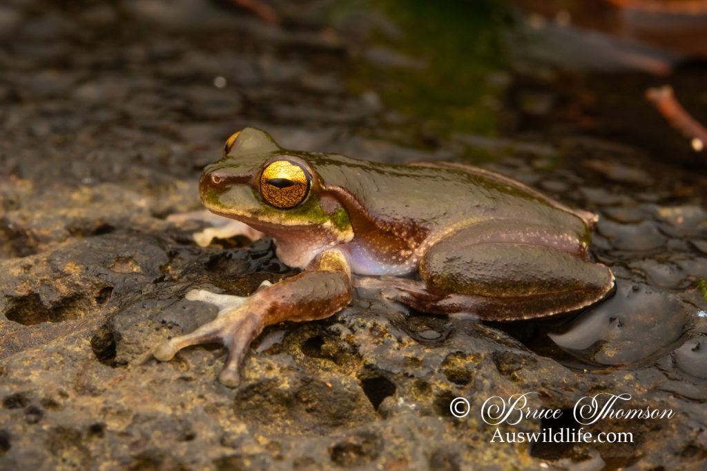 Pearson's Stream Frog (Litoria pearsoniana)