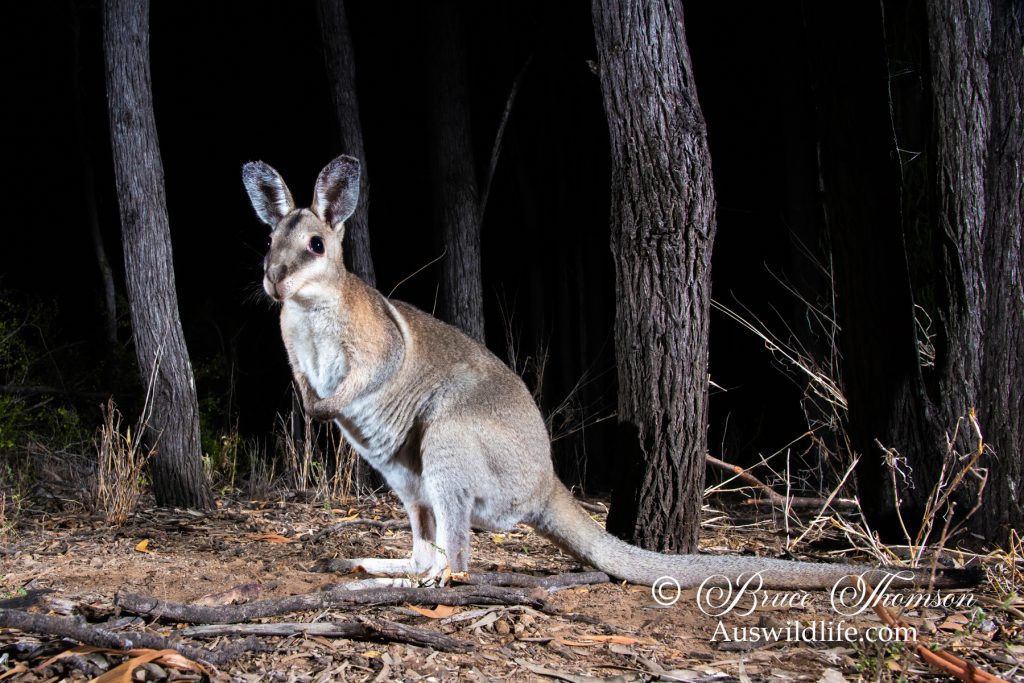 Bridled Nailtail Wallaby (Onychogalea fraenata)
