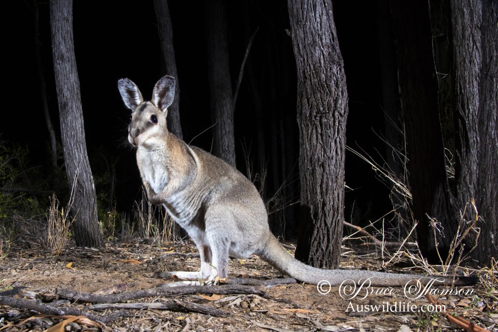 Bridled Nailtail Wallaby (Onychogalea fraenata) Bridled Nailtail Wallaby (Onychogalea fraenata)