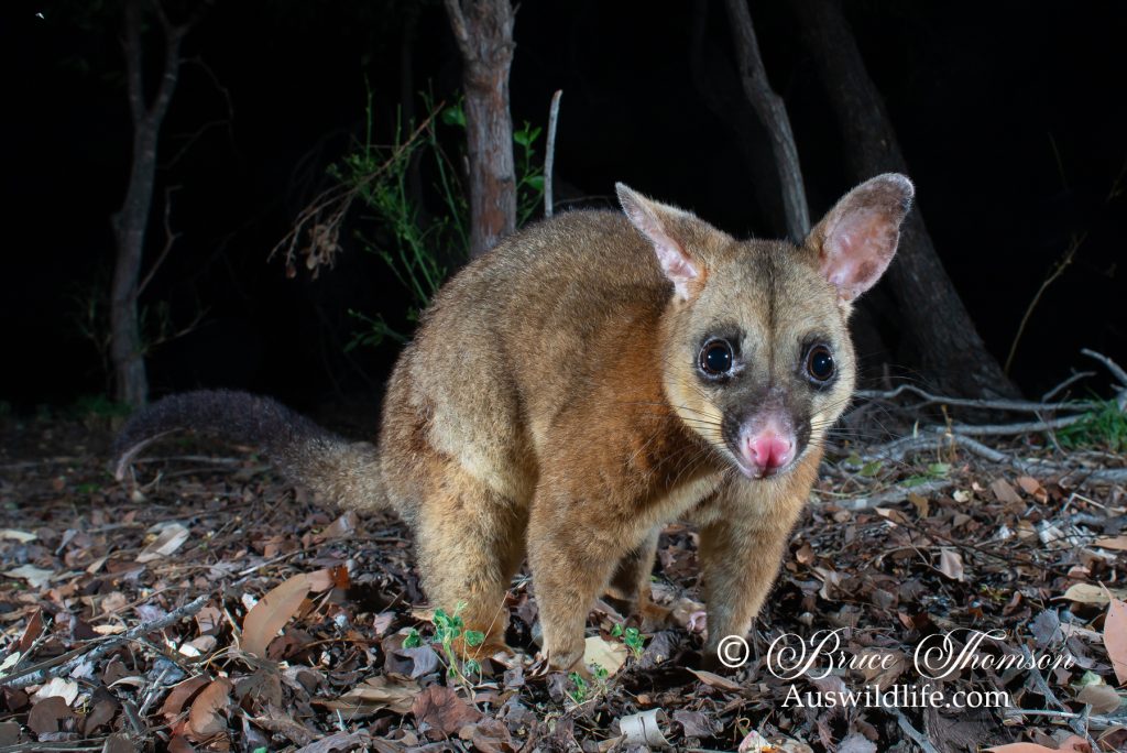 Common Brushtail Possum (Trichosurus vulpecula)