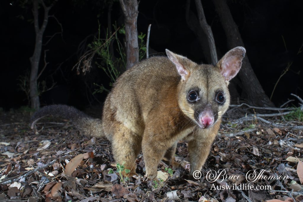 Common Brushtail Possum (Trichosurus vulpecula). Common Brushtail Possum (Trichosurus vulpecula).