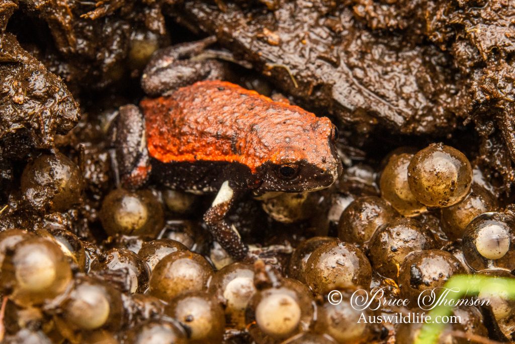 Red-backed Toadlet (Pseudophryne coriacea) Male guarding eggs