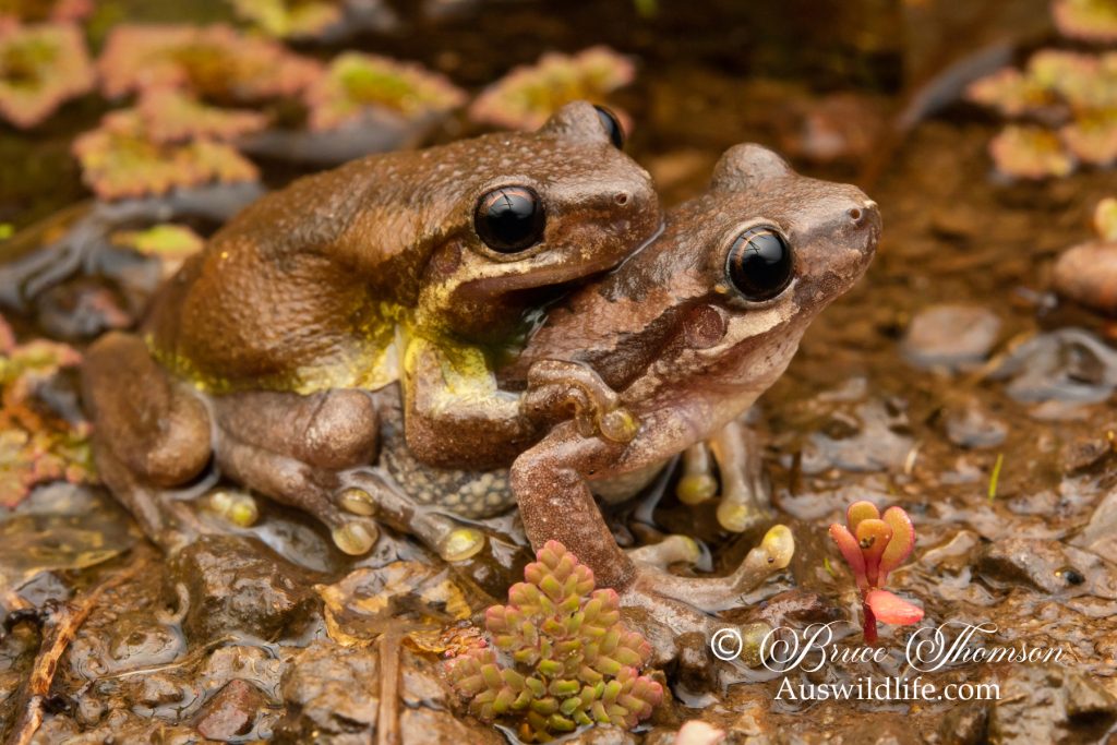 Bleating Tree Frog (Litoria dentata)