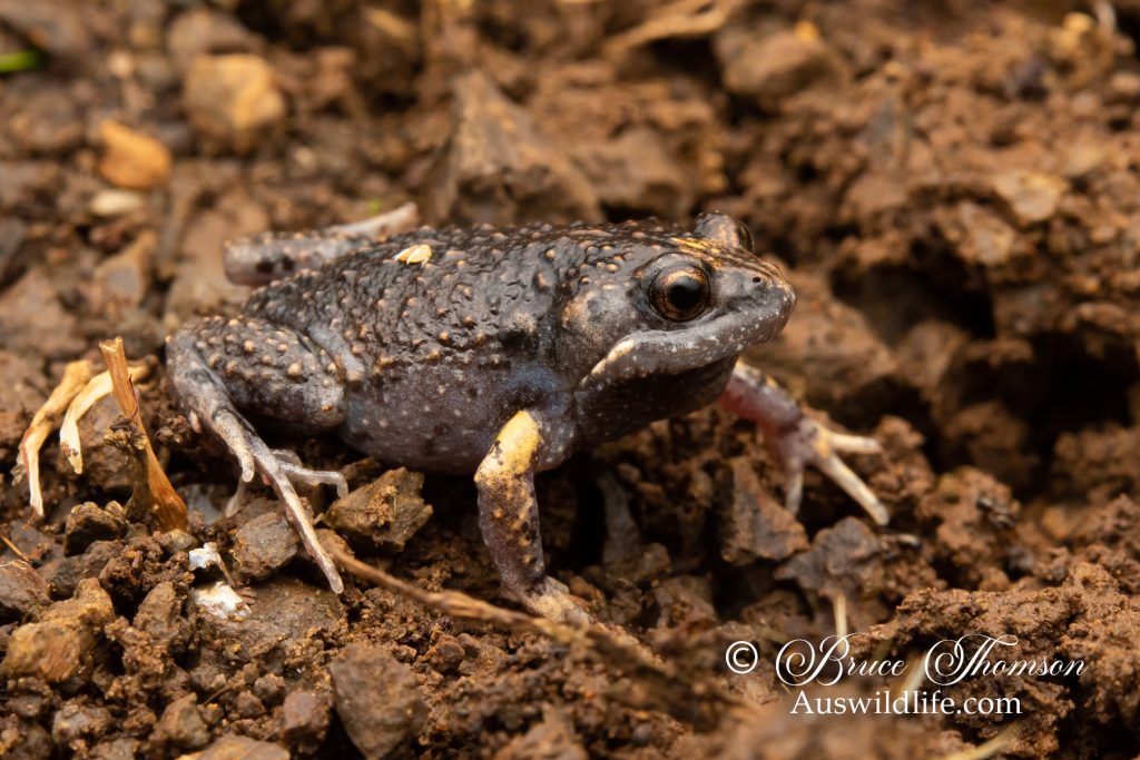 Dusky Toadlet (Uperoleia fusca)