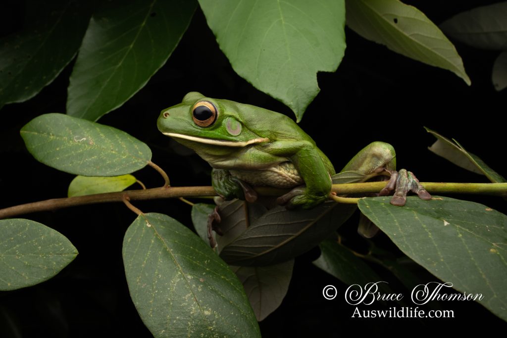 White-lipped Tree Frog (Litoria infrafrenata)