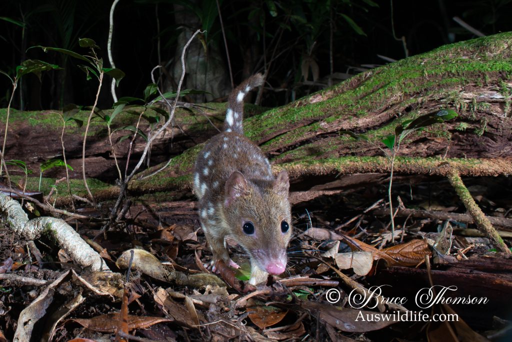 Spotted-tailed Quoll (northern subspecies)