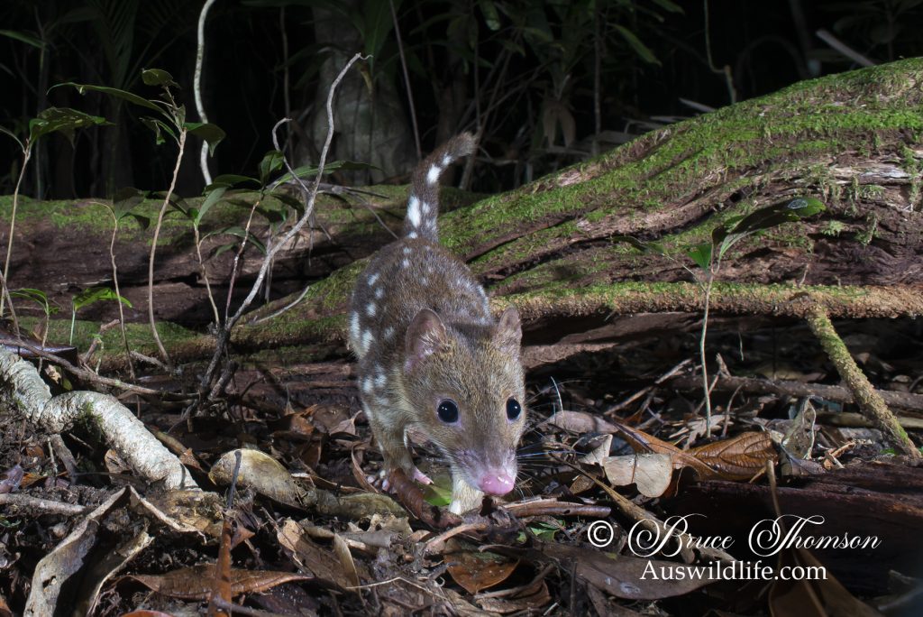 Spotted-tailed Quoll (northern subspecies) Spotted-tailed Quoll (northern subspecies)