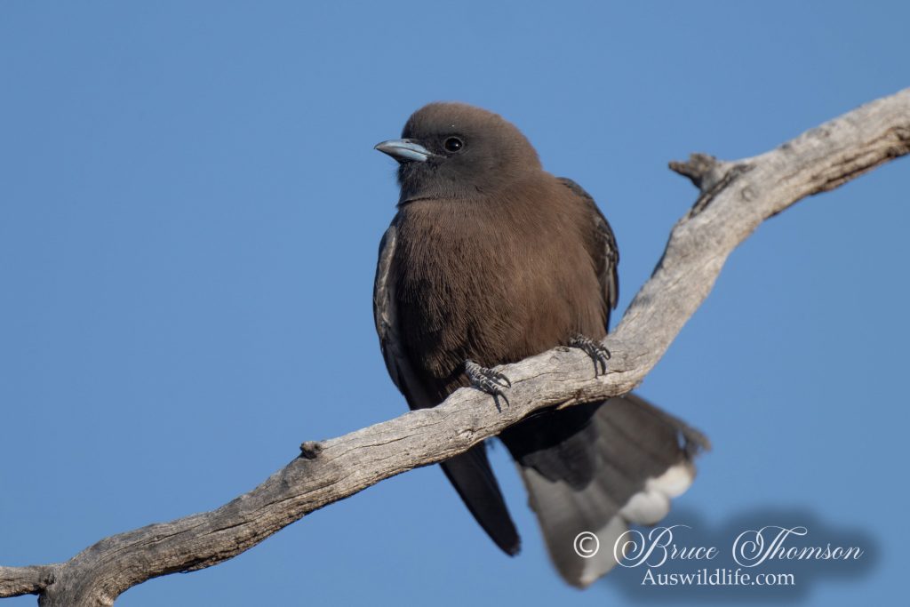 Little Woodswallow